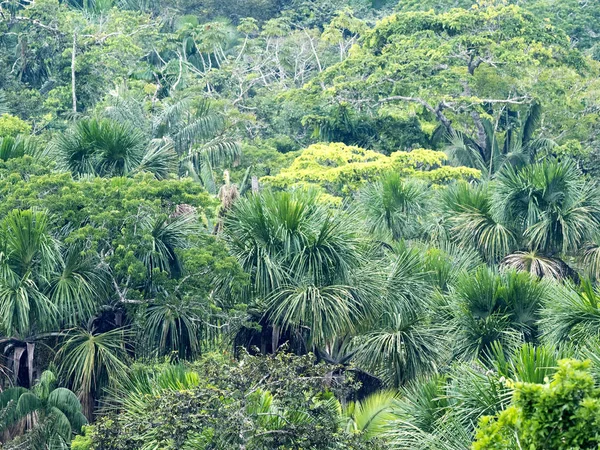 从上面的看法在亚马逊河假肢 Yasuni 国家公园 厄瓜多尔 — 图库照片