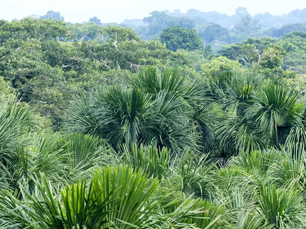 Bekijk Van Bovenaf Amazone Rivier Napo Yasuni Nationaal Park Ecuador — Stockfoto