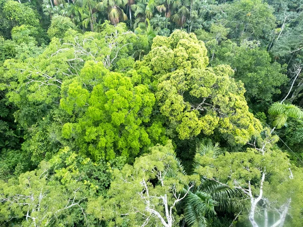 Bekijk Van Bovenaf Amazone Rivier Napo Yasuni Nationaal Park Ecuador — Stockfoto