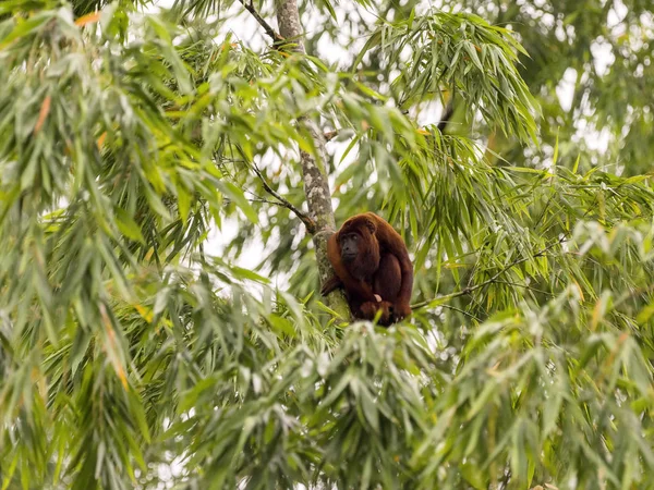 Rode Brulaap Alouatta Seniculus Amazone Rivier Napo Yasuni Nationaal Park — Stockfoto