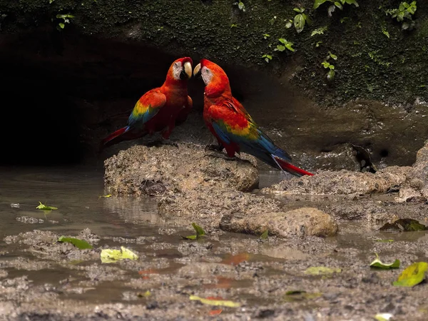 Scarlet Ara Ara Macao Warthole Yasuni Milli Parkı Ekvador Içme — Stok fotoğraf