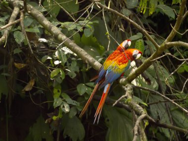 Scarlet Amerika papağanı, Ara macao, ağaç, Yasuni Milli Parkı, Ecuador