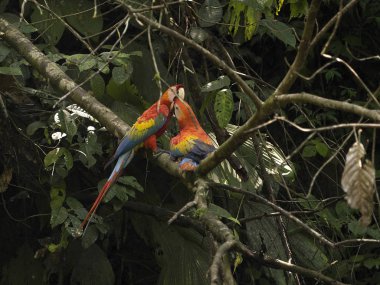 Scarlet Amerika papağanı, Ara macao, ağaç, Yasuni Milli Parkı, Ecuador