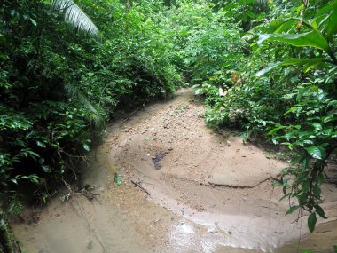 yukarıdan Amazon Nehri Napo, Yasuni Milli Parkı, Ekvador görüntülemek