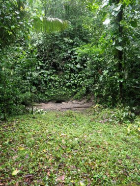 yukarıdan Amazon Nehri Napo, Yasuni Milli Parkı, Ekvador görüntülemek