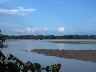 tropik çiçekler Amazon, Yasuni Milli Parkı, Ecuador