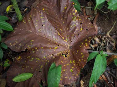 tropik çiçekler Amazon, Yasuni Milli Parkı, Ecuador