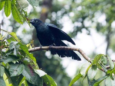 Büyük ani, Crotophaga büyük, tropikal yağmur ormanları, Yasuni Milli Parkı, Ecuador