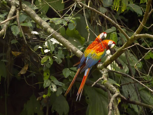 Scarlet Macaw Ara Macau Árvore Parque Nacional Yasuni Equador — Fotografia de Stock