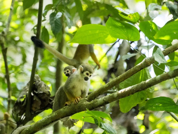 Saimiri Sciureus Mono Ardilla Común Relativamente Abundante Río Napo Parque — Foto de Stock