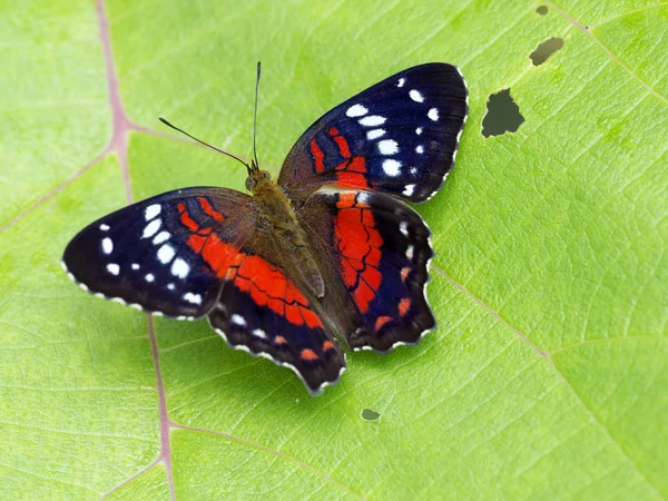 Borboleta Uma Folha Rio Napo Parque Nacional Yasuni Equador — Fotografia de Stock