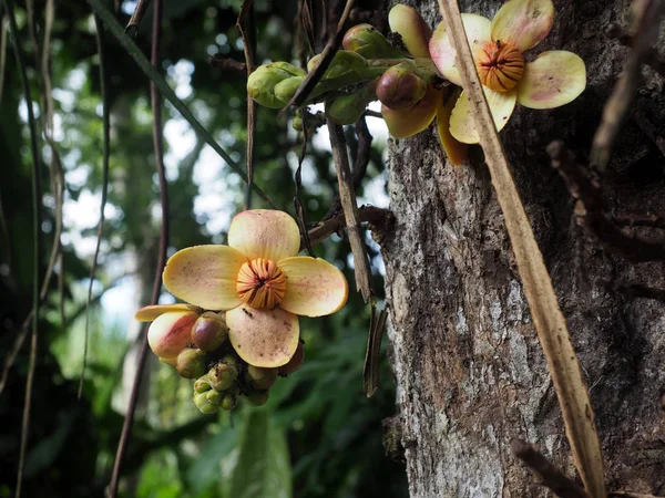 Flores Tropicales Del Amazonas Parque Nacional Yasuní Ecuador —  Fotos de Stock