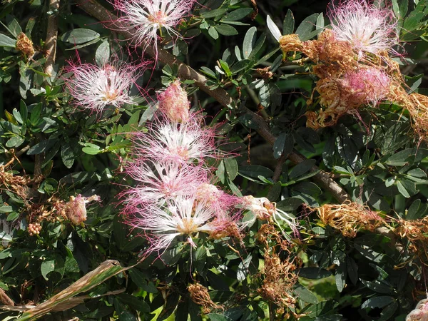 Flores Tropicales Del Amazonas Parque Nacional Yasuní Ecuador —  Fotos de Stock