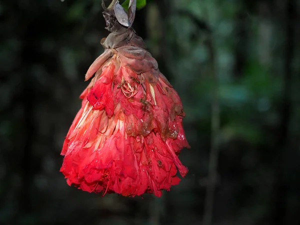 Tropische Bloemen Van Amazone Yasuni Nationaal Park Ecuador — Stockfoto
