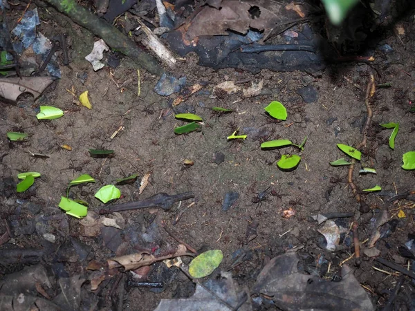 ants Atta carry to pics of leaves, Amazon, Yasuni National Park, Ecuador