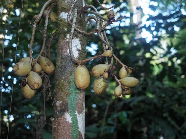 Flores Tropicales Del Amazonas Parque Nacional Yasuní Ecuador —  Fotos de Stock