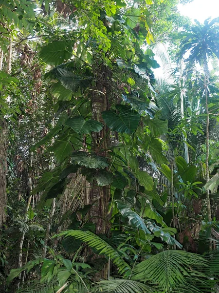 Tropiska Blommor Amazonas Yasuni Nationalpark Ecuador — Stockfoto