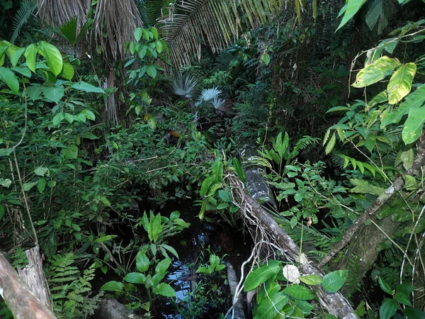 Flores Tropicais Amazônia Parque Nacional Yasuni Equador — Fotografia de Stock