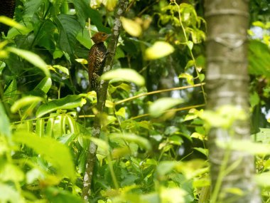 Kızıl başlı ağaçkakan, Celeus spectabilis, tropikal yağmur ormanları, Yasuni Milli Parkı, Ekvador gıda arıyorsunuz