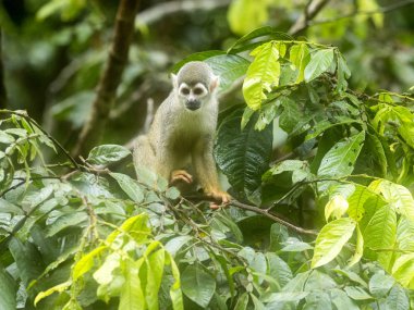 Saimiri sciureus, ortak sincap maymun, nispeten bol, nehir Napo, Yasuni Milli Parkı, Ecuador