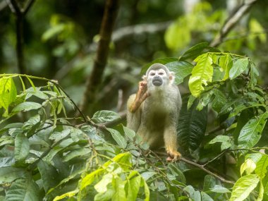 Saimiri sciureus, Common squirrel monkey, is relatively abundant, River Napo, Yasuni National Park, Ecuador clipart