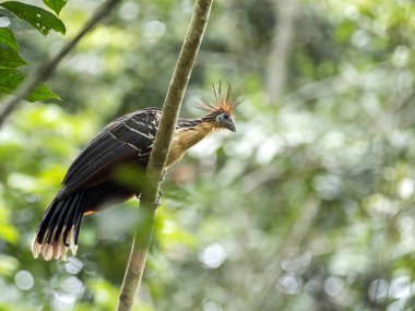 Hoatzin, Opisthocomus hoazin, often occurs in the Amazon Basin, River Napo, Yasuni National Park, Ecuador clipart
