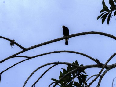 Cacique sarı butlu, Cacicus cella, yüksek ağaçlar tropikal yağmur ormanları, Yasuni Milli Parkı, Ekvator üzerinde yuva örgülü