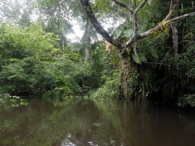 Amazon yağmur ormanları, Black River, Yasuni Milli Parkı, Ecuador