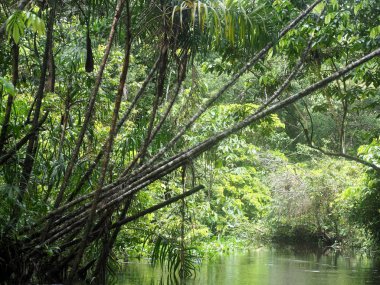 Amazon yağmur ormanları, Black River, Yasuni Milli Parkı, Ecuador