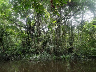 Amazon yağmur ormanları, Black River, Yasuni Milli Parkı, Ecuador