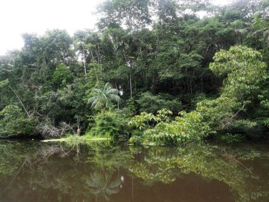 Amazon yağmur ormanları, Black River, Yasuni Milli Parkı, Ecuador