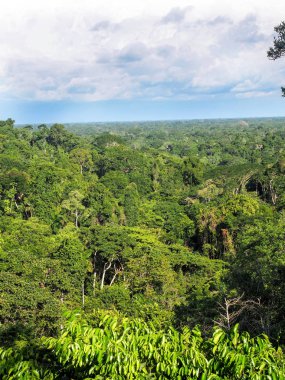yukarıdan Amazon Nehri Napo, Yasuni Milli Parkı, Ekvador görüntülemek