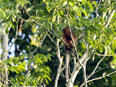 Bakır titi, Callicebus cupreus, Genç, Yasuni Milli Parkı, Ekvator ile anne