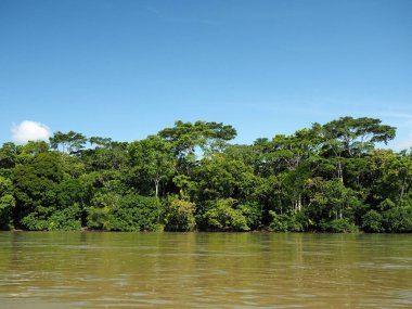 Amazon Nehri Napo, Yasuni Milli Parkı, Ekvador görünümünü