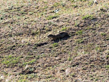 Avrupa zemin sincap, Yunanistan, Romanya sitesindeki Spermophilus citellus
