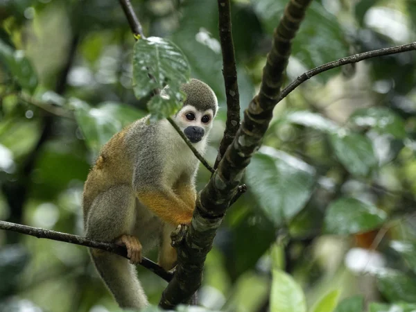 Saimiri sciureus, Common squirrel monkey, is relatively abundant, River Napo, Yasuni National Park, Ecuador