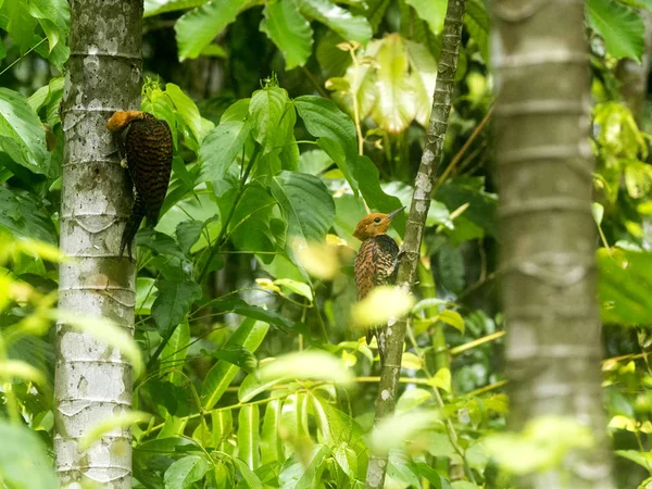 Rufous 향하고 딱따구리 Celeus Spectabilis Yasuni 국립공원 에콰도르에서에서 음식을 — 스톡 사진