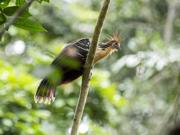 Hoatzin Opisthocomus Hoazin Komt Vaak Voor Het Amazone Bekken Rivier — Stockfoto
