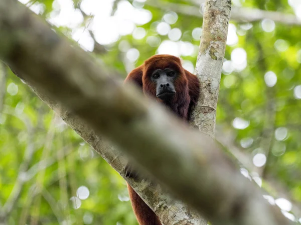 Singe Hurleur Rouge Alouatta Seniculus Fleuve Amazone Napo Parc National — Photo