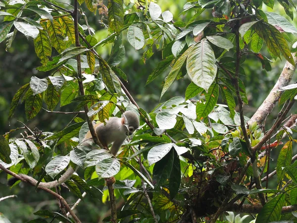 Saimiri sciureus, Common squirrel monkey, is relatively abundant, River Napo, Yasuni National Park, Ecuador
