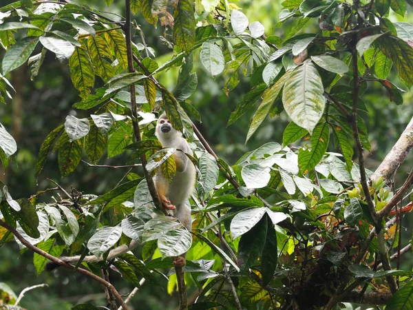 Saimiri sciureus, Common squirrel monkey, is relatively abundant, River Napo, Yasuni National Park, Ecuador