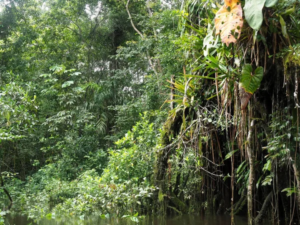 Amazon Τροπικό Δάσος Μαύρο Ποτάμι Yasuni Εθνικό Πάρκο Εκουαδόρ — Φωτογραφία Αρχείου