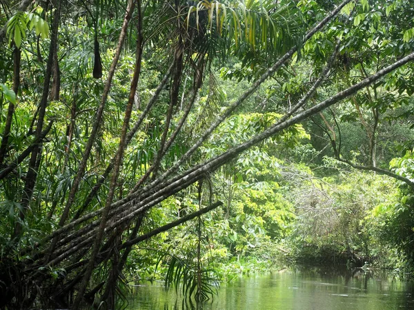 Amazon Rainforest Black River Yasuni Nationaal Park Ecuador — Stockfoto