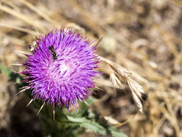 Néctar Los Sabios Insectos Flor Rumania —  Fotos de Stock