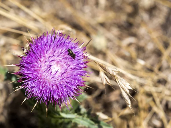 Néctar Los Sabios Insectos Flor Rumania —  Fotos de Stock