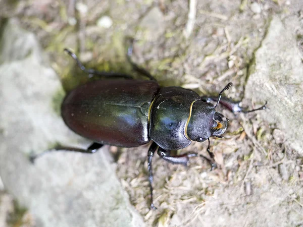 Femelle Scarabée Lucanus Cervus Roumanie — Photo