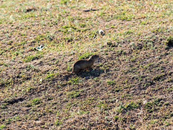 Ardilla Terrestre Europea Spermophilus Citellus Sitio Grecia Rumania — Foto de Stock