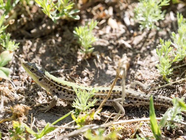 Lagarto Mural Balcánico Podarcis Taurica Sitio Grecia Rumania — Foto de Stock