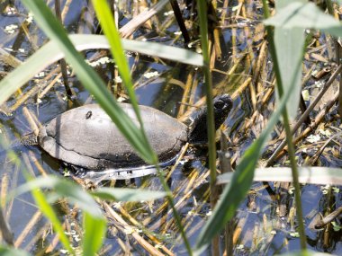 Avrupa Su birikintisi kaplumbağa, Emys orbicularis, Güney Bulgaristan'da ısıtılır