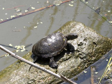 Avrupa Su birikintisi kaplumbağa, Emys orbicularis, Güney Bulgaristan'da ısıtılır